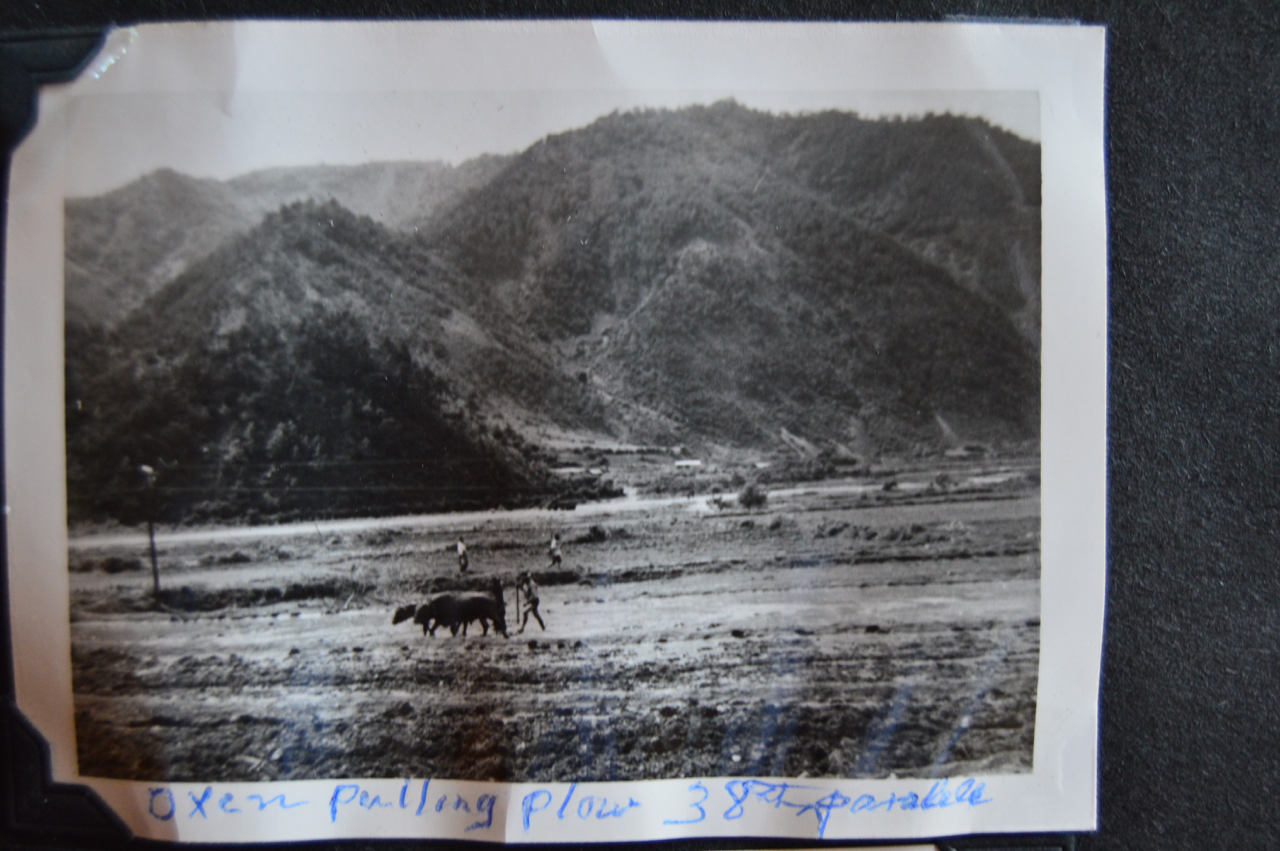 Oxen Pulling Plow - 38th Parallel