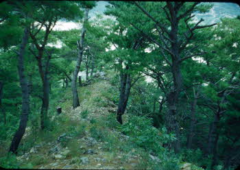 Pine trees on mountain Seorak