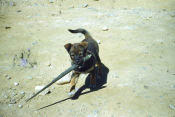 A dog carrying a twig with his mouth