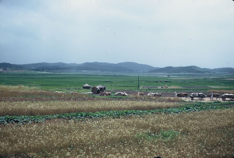 A picture of farmers pulling along an ox train alongside the fields. Taken in Korea, 1953.