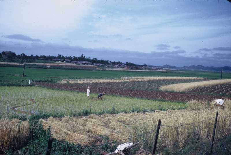 Farmers working on the rice patties near the bomb dump. Taken in Korea, 1953.