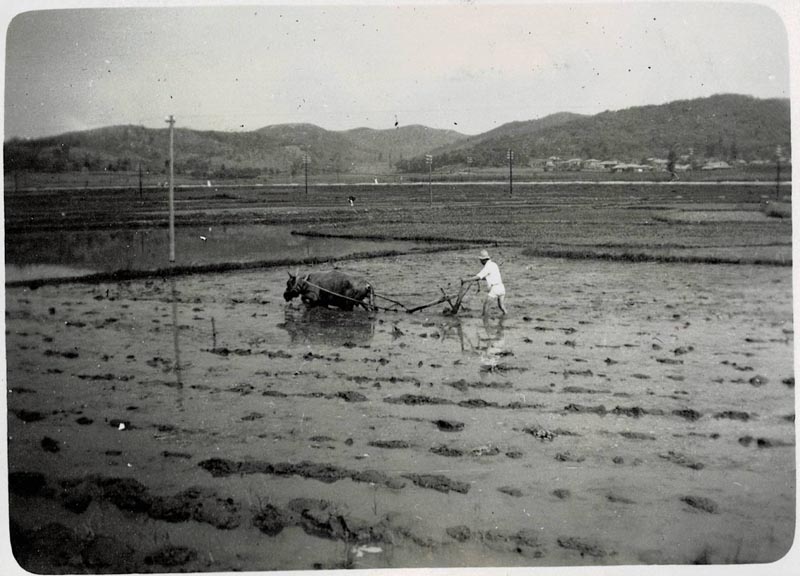 Cultivating Rice Field 